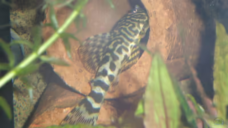 Besatz im Aquarium Mein Traum von moskito242 (12)