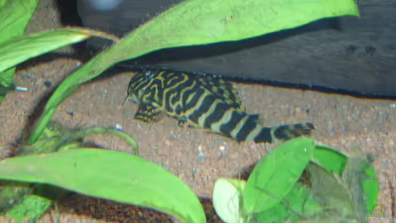 Besatz im Aquarium Mein Traum von moskito242 (13)