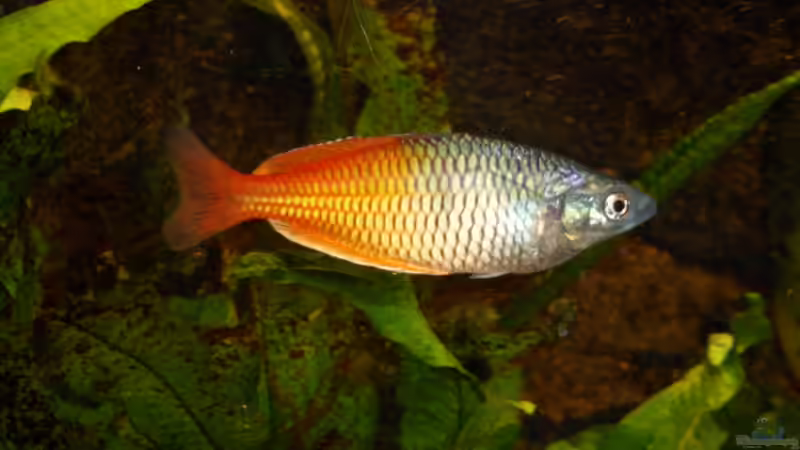 Besatz im Aquarium Mein Traum von moskito242 (9)