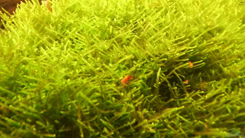 Besatz im Aquarium Mein Traumbecken von Stefan Bischoff (30)