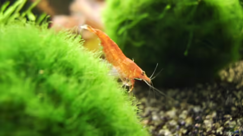 Besatz im Aquarium Mein Traumbecken von Stefan Bischoff (31)