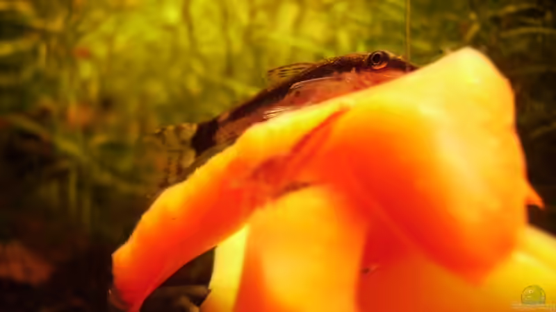 Besatz im Aquarium Mein Traumbecken von Stefan Bischoff (32)