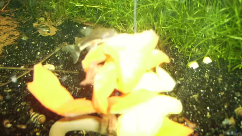 Besatz im Aquarium Mein Traumbecken von Stefan Bischoff (33)