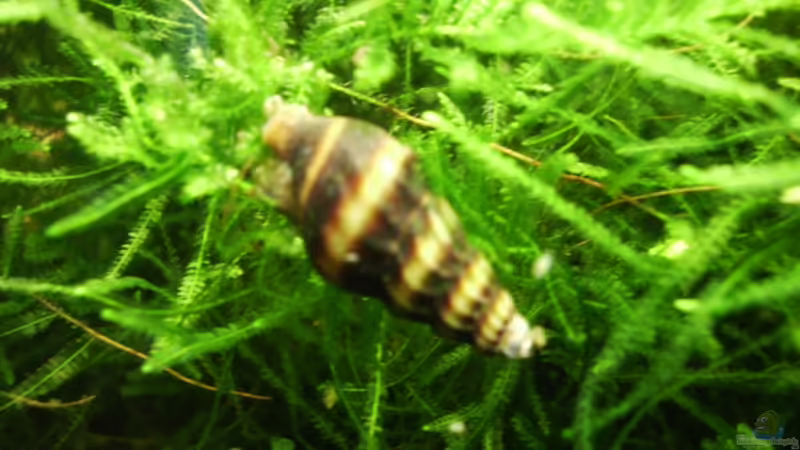 Besatz im Aquarium Mein Traumbecken von Stefan Bischoff (34)