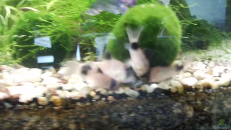 Besatz im Aquarium Mein Traumbecken von Stefan Bischoff (38)