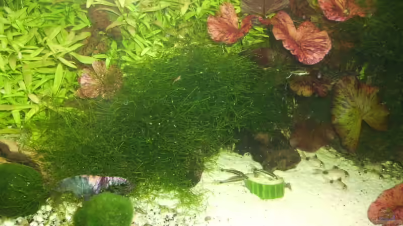 Besatz im Aquarium Mein Traumbecken von Stefan Bischoff (39)