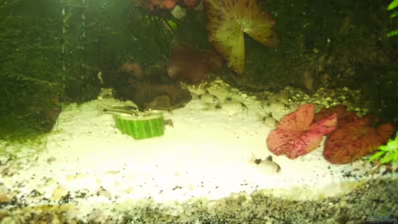 Besatz im Aquarium Mein Traumbecken von Stefan Bischoff (40)