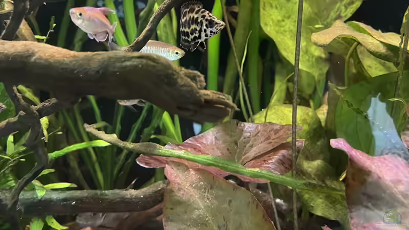 Besatz im Aquarium Mein Westafrika Traum von Franne (20)