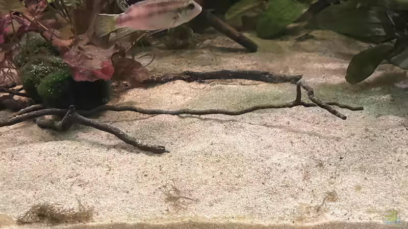 Besatz im Aquarium Mein Westafrika Traum von Franne (27)