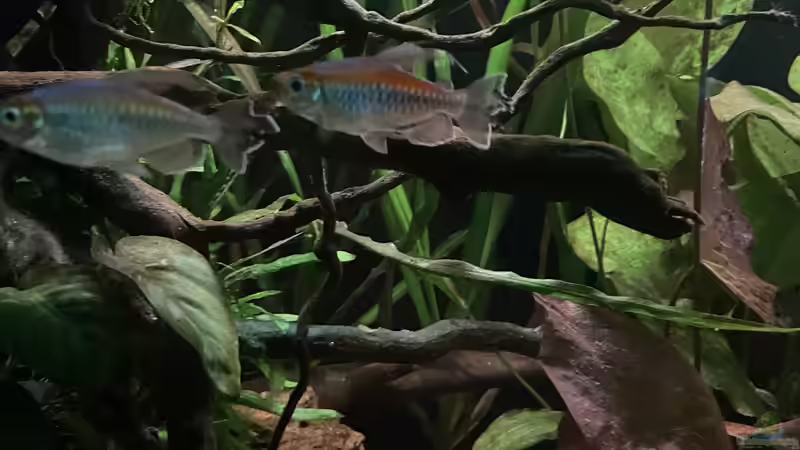 Besatz im Aquarium Mein Westafrika Traum von Franne (28)