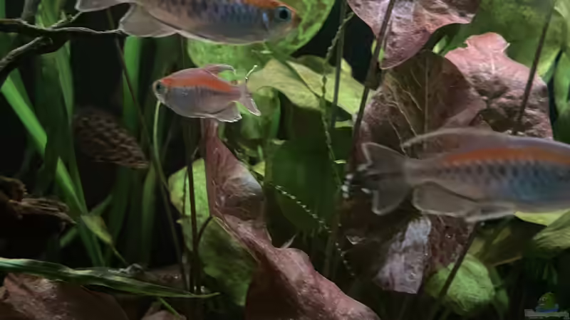 Besatz im Aquarium Mein Westafrika Traum von Franne (29)