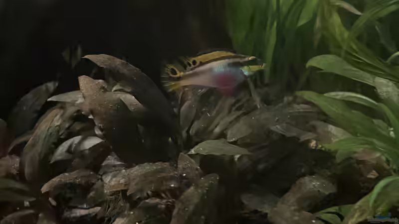 Besatz im Aquarium Mein Westafrika Traum von Franne (30)