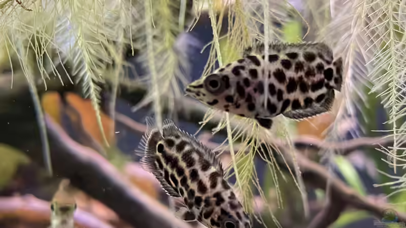 Besatz im Aquarium Mein Westafrika Traum von Franne (33)