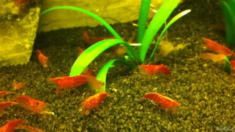 Besatz im Aquarium Mein Würfel von AV-Aquaristk (8)