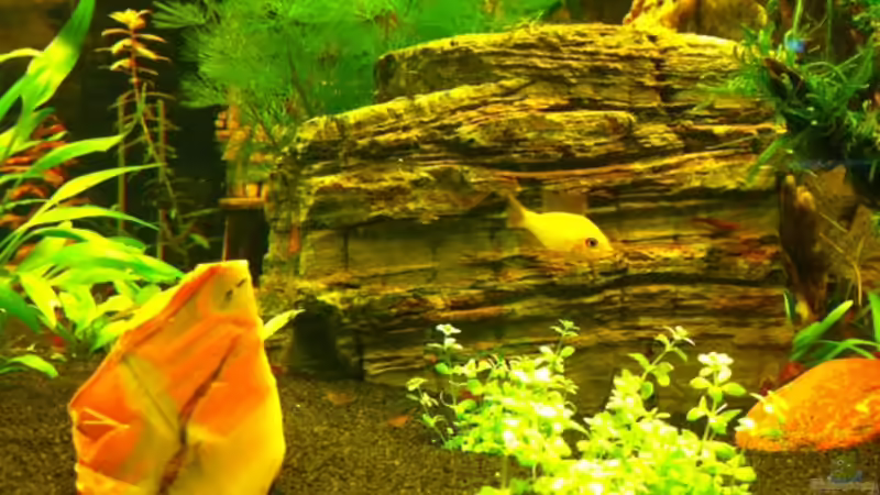 Besatz im Aquarium Mein Würfel von AV-Aquaristk (9)