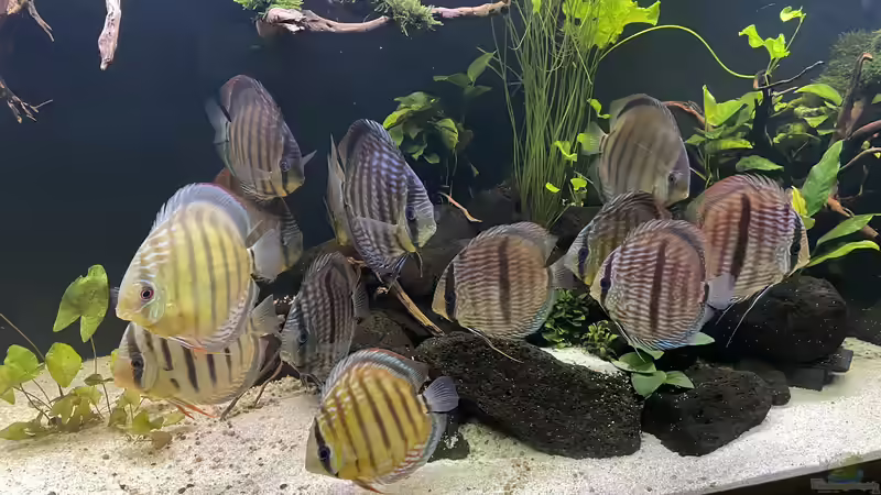 Besatz im Aquarium Mein Wunsch von Tobi2013 (58)