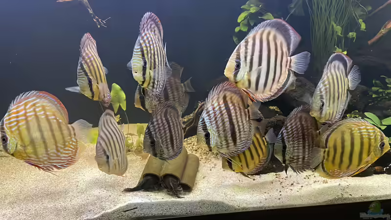 Besatz im Aquarium Mein Wunsch von Tobi2013 (59)