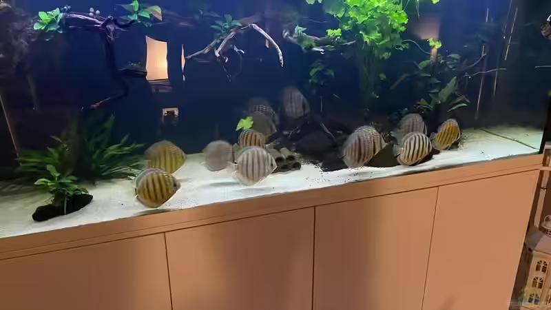 Besatz im Aquarium Mein Wunsch von Tobi2013 (60)