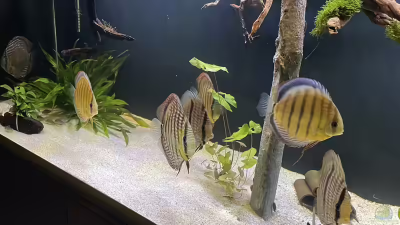 Besatz im Aquarium Mein Wunsch von Tobi2013 (62)