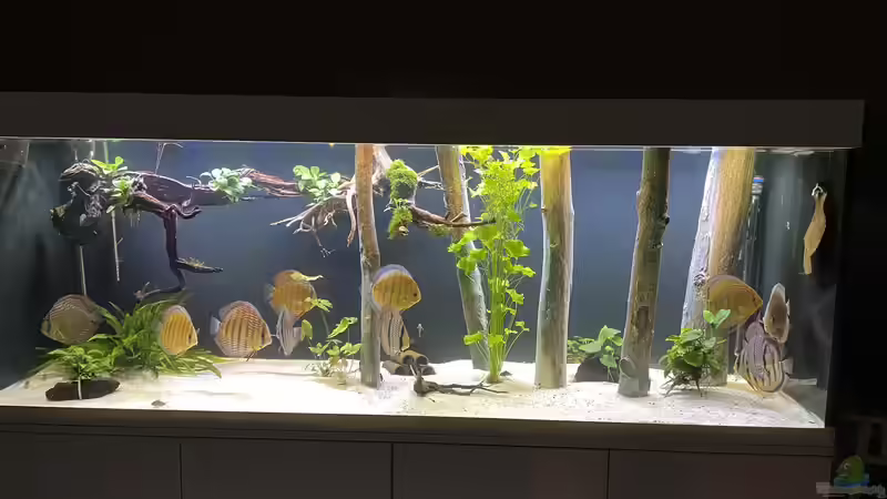 Besatz im Aquarium Mein Wunsch von Tobi2013 (64)