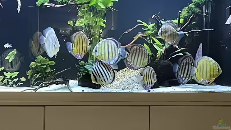 Besatz im Aquarium Mein Wunsch von Tobi2013 (65)