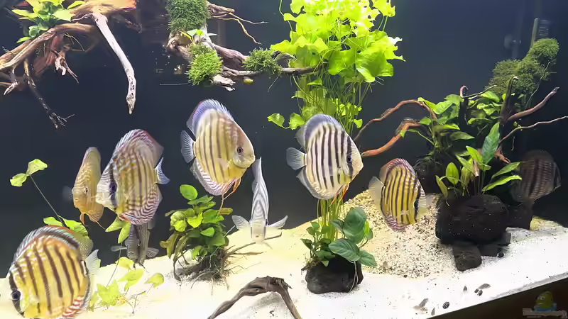 Besatz im Aquarium Mein Wunsch von Tobi2013 (66)