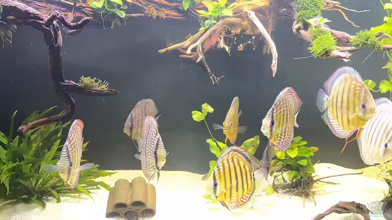 Besatz im Aquarium Mein Wunsch von Tobi2013 (67)