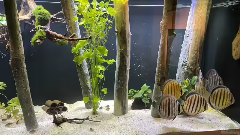 Besatz im Aquarium Mein Wunsch von Tobi2013 (68)