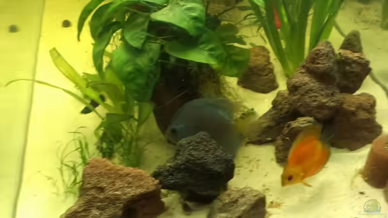 Besatz im Aquarium meine kleene Pfütze von Dorfi34 (10)