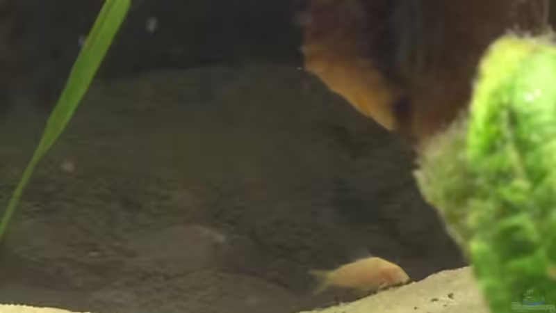 Besatz im Aquarium meine kleene Pfütze von Dorfi34 (11)