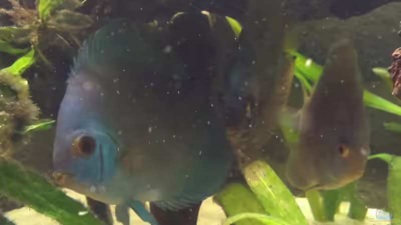 Besatz im Aquarium meine kleene Pfütze von Dorfi34 (12)