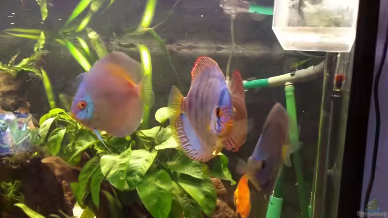 Besatz im Aquarium meine kleene Pfütze von Dorfi34 (13)