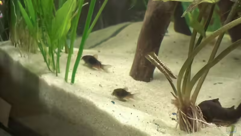 Besatz im Aquarium meine kleene Pfütze von Dorfi34 (9)