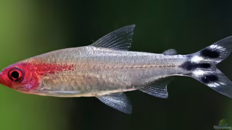 Besatz im Aquarium Meine kleine Unterwasserwelt von Andreas Janßen (21)