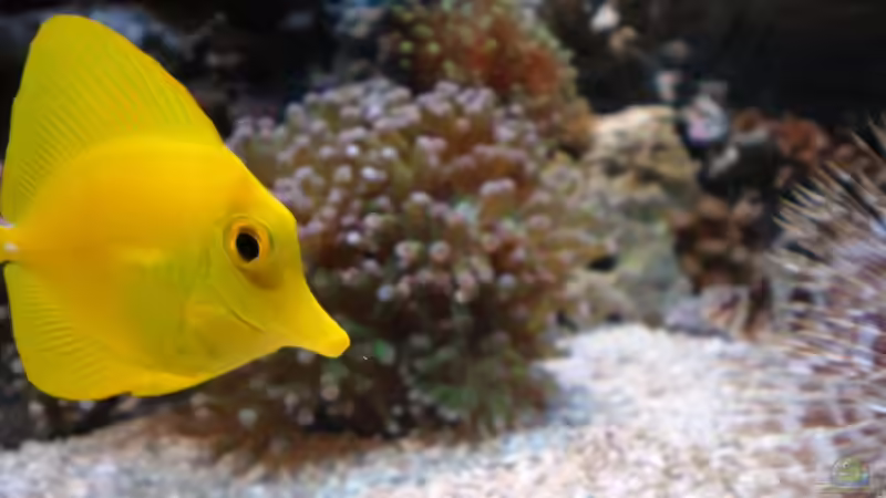 Besatz im Aquarium meine neuste Sucht! von muchta (14)