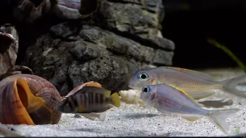 Besatz im Aquarium meine Ruheoase ( nur noch als Beispiel ) von Martina (31)