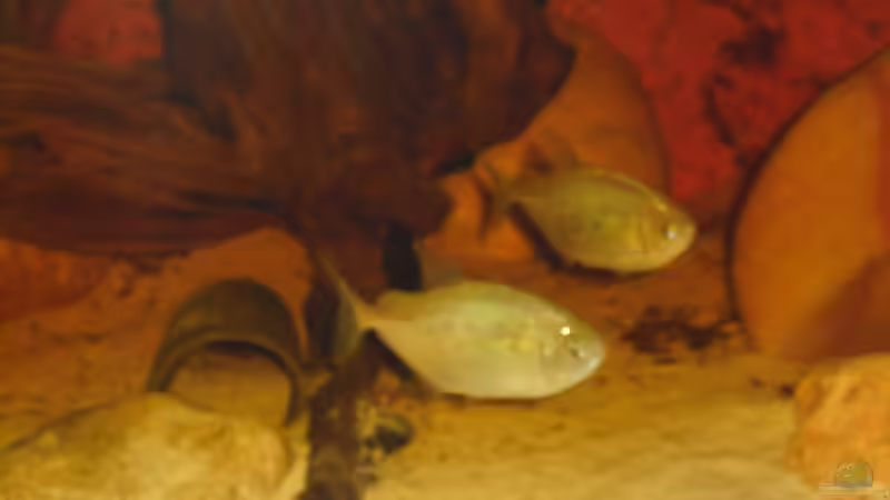 Besatz im Aquarium Meine Scheiben von Dominik L (2)