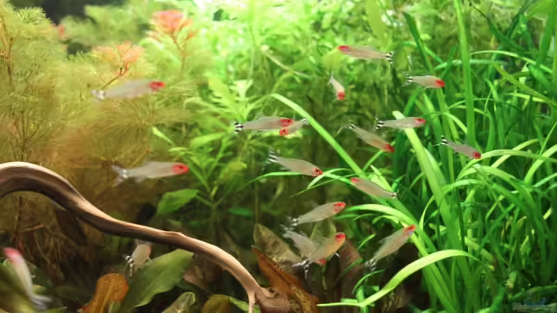 Besatz im Aquarium Meine Unterwasserwelt von Heiko Oeding (14)