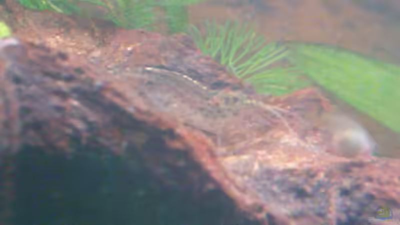 Besatz im Aquarium MeinErstes von Ricky Helfert (11)