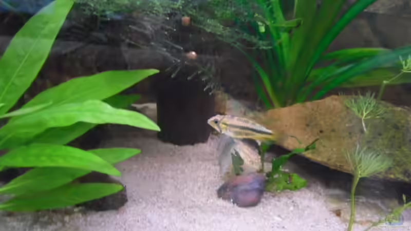 Besatz im Aquarium MeinErstes von Ricky Helfert (13)