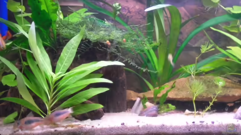 Besatz im Aquarium MeinErstes von Ricky Helfert (14)