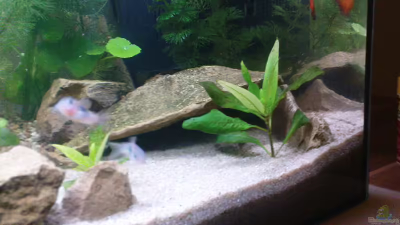 Besatz im Aquarium MeinErstes von Ricky Helfert (7)