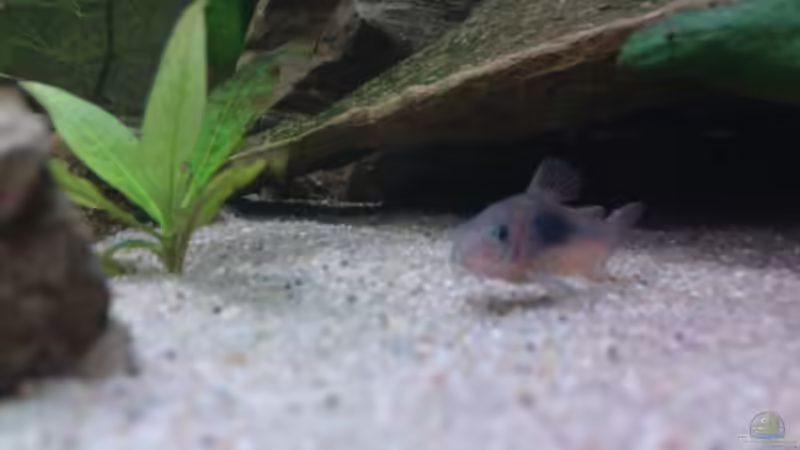 Besatz im Aquarium MeinErstes von Ricky Helfert (8)