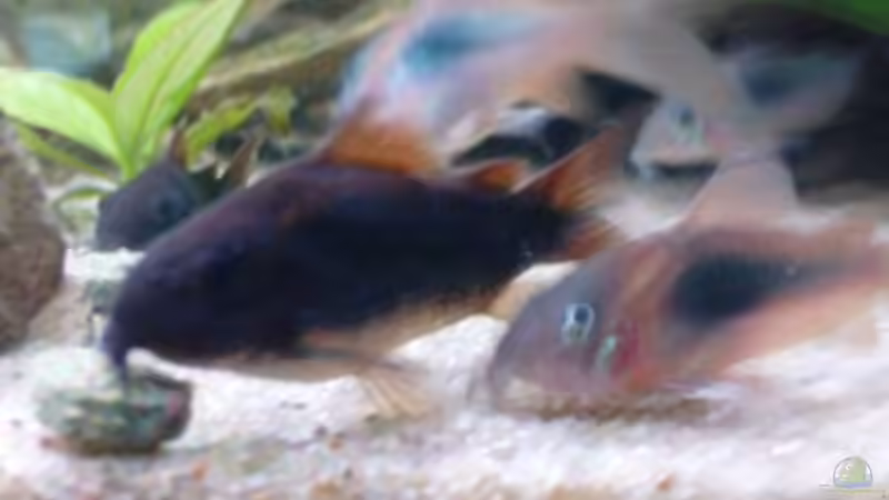 Besatz im Aquarium MeinErstes von Ricky Helfert (9)