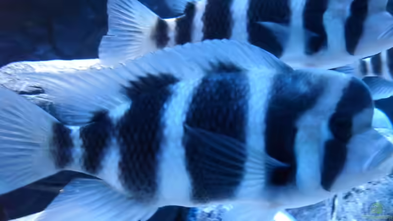 Besatz im Aquarium Meins von Milchr75 (34)