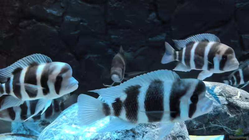 Besatz im Aquarium Meins von Milchr75 (36)