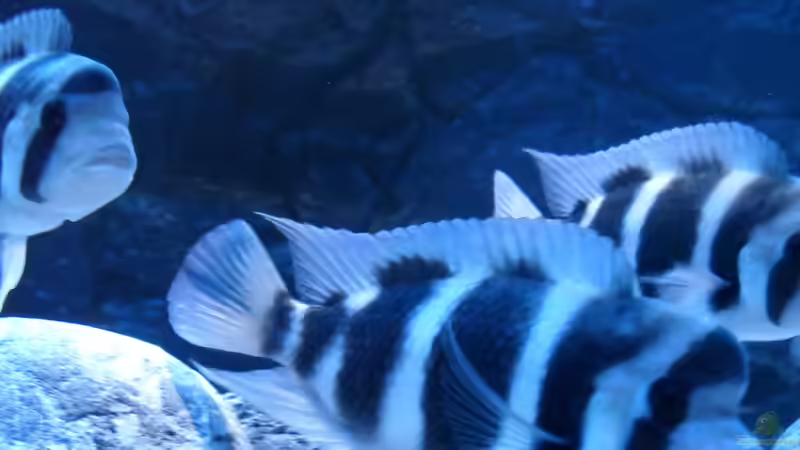 Besatz im Aquarium Meins von Milchr75 (37)