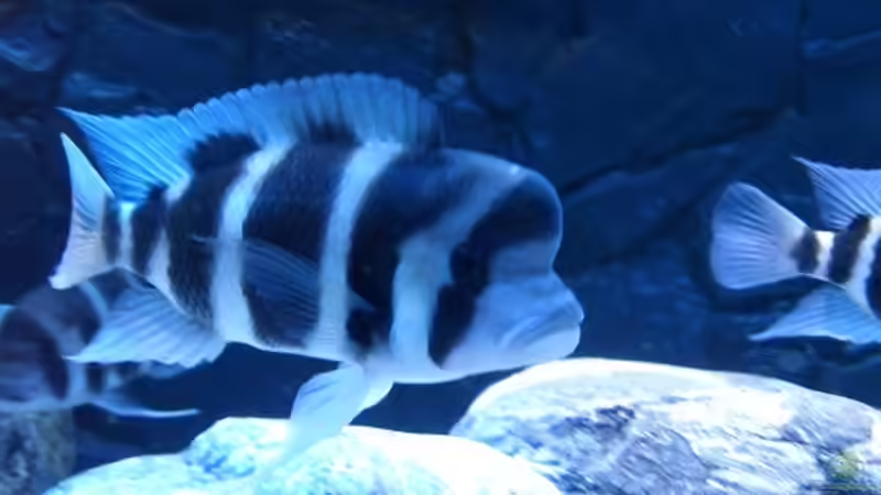 Besatz im Aquarium Meins von Milchr75 (38)