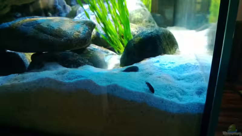 Besatz im Aquarium Meins von Milchr75 (41)