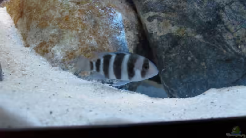 Besatz im Aquarium Meins von Milchr75 (42)